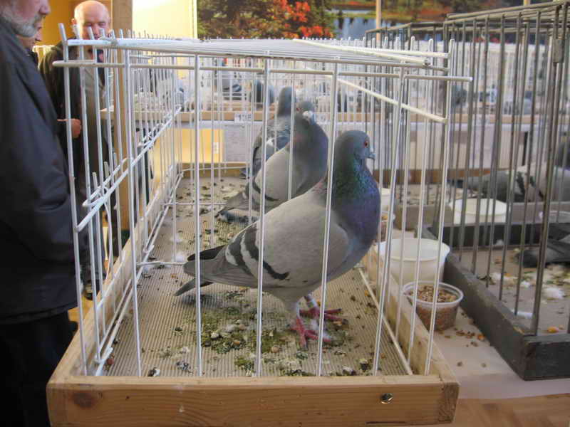Gołębie