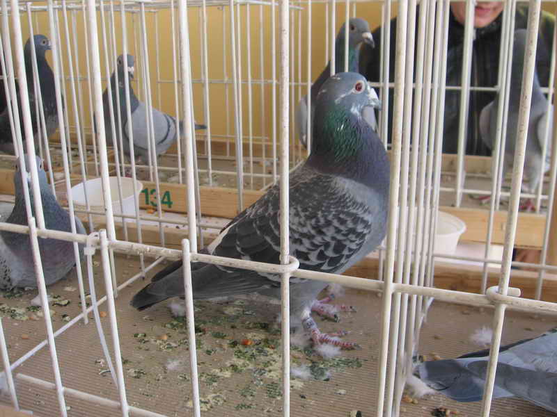Gołębie