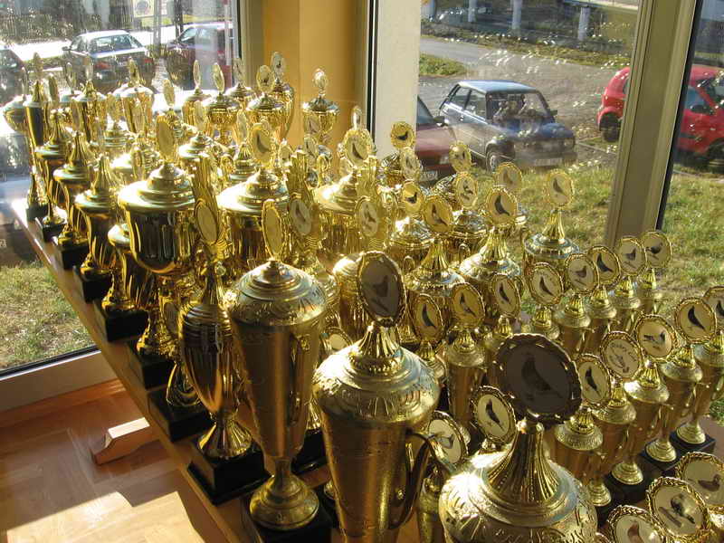 Gołębie