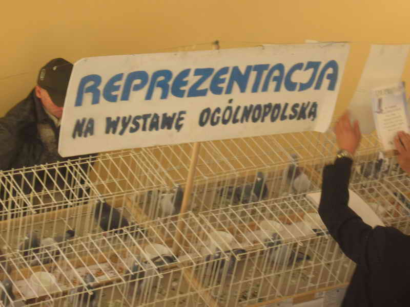 Gołębie